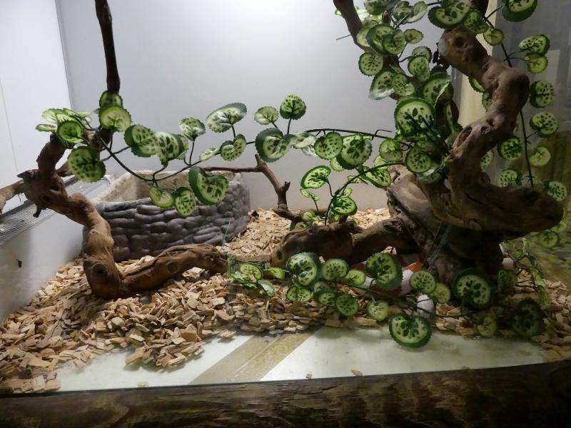 Serpent lait de Nelson