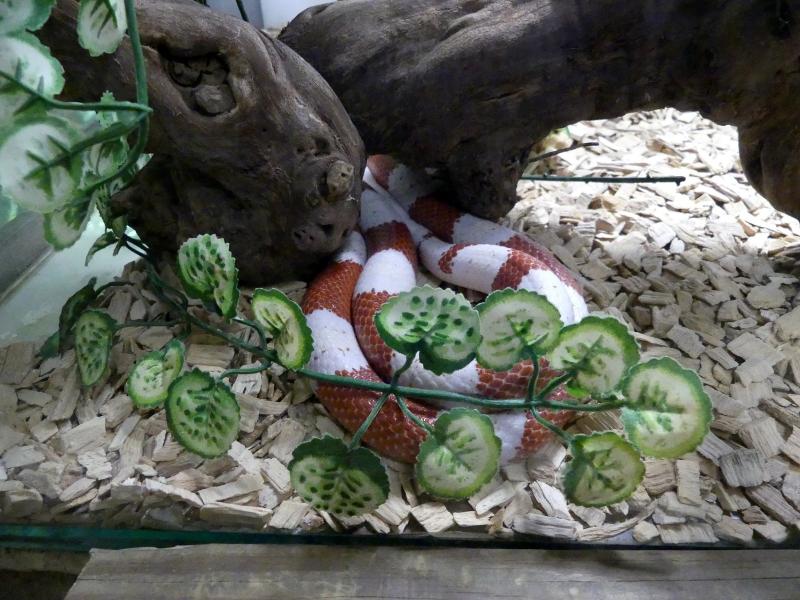 Serpent lait de Nelson