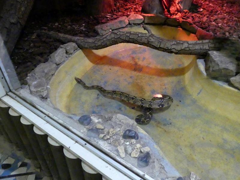 Boa constrictor