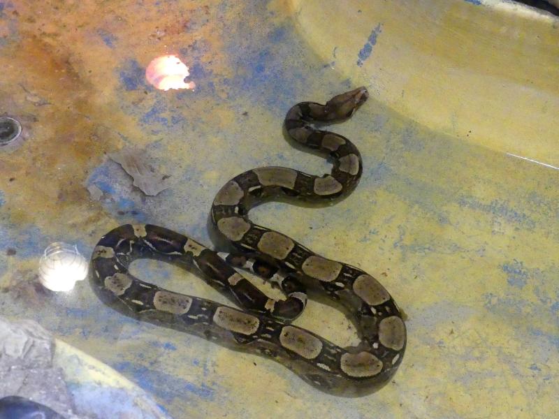 Boa constrictor