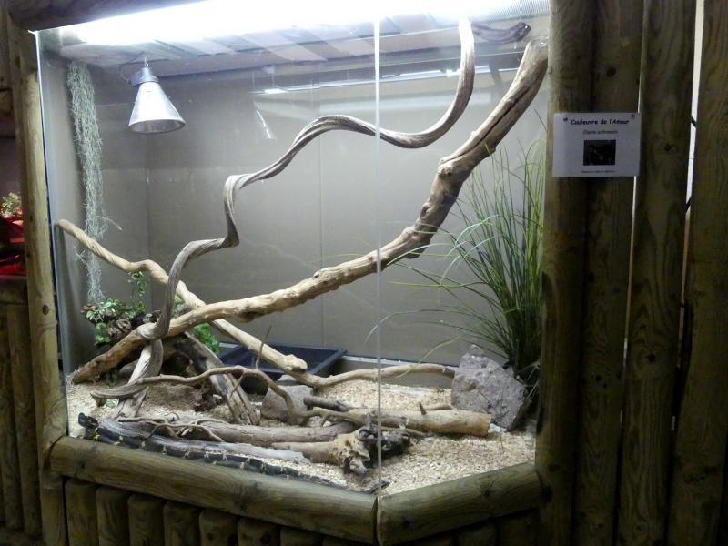 Couleuvre de l'Amour