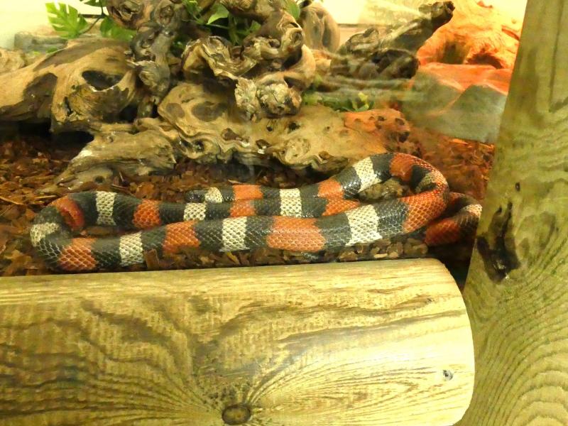 Serpent lait de Campbell