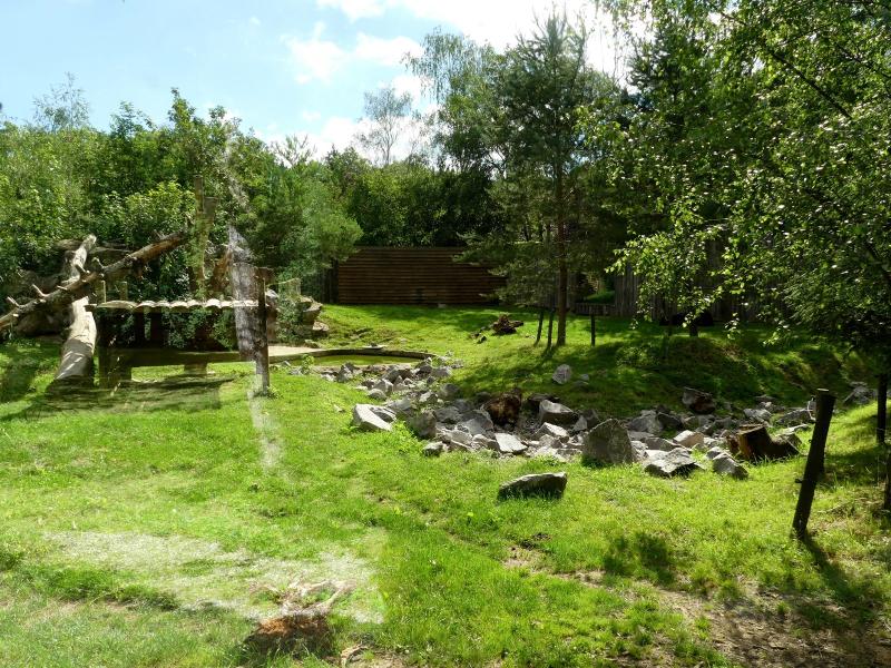 Ours noir d'Amérique