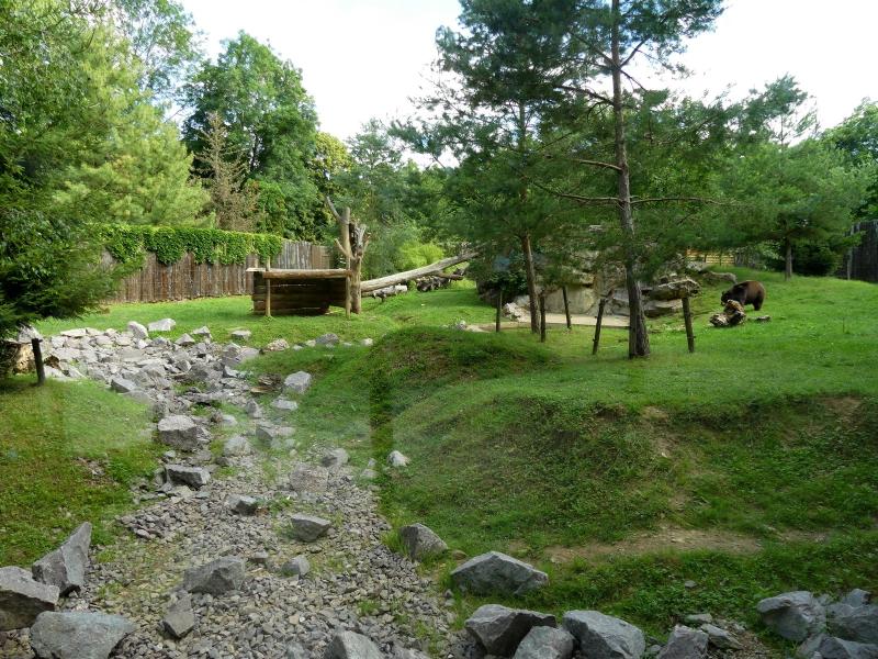 Ours noir d'Amérique