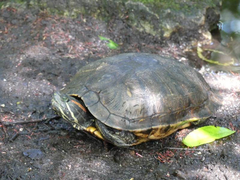 Tortue de Floride