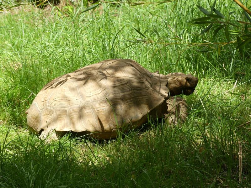 Tortue sillonnée