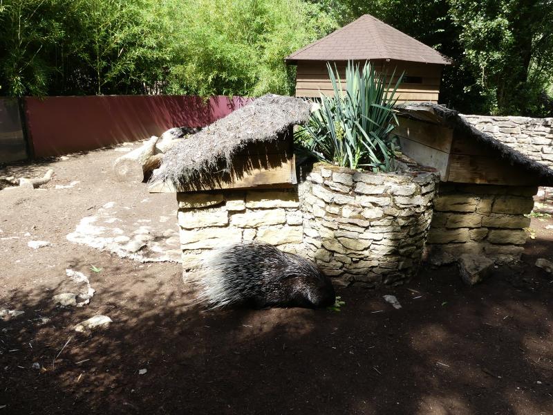 Porc-épic à crète