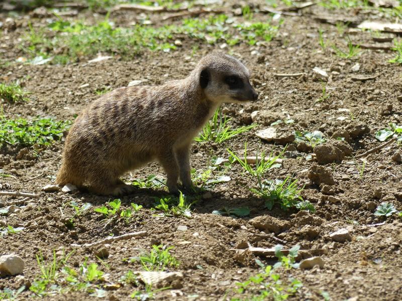 Suricate
