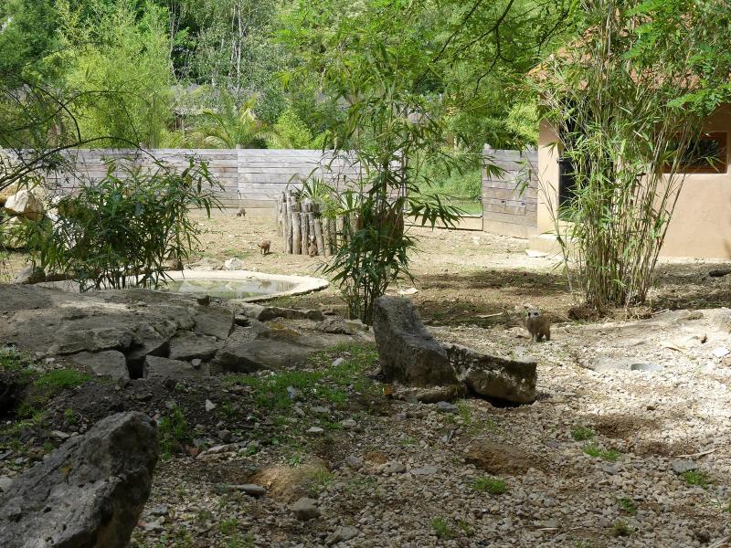 Suricate - Tortue sillonnée