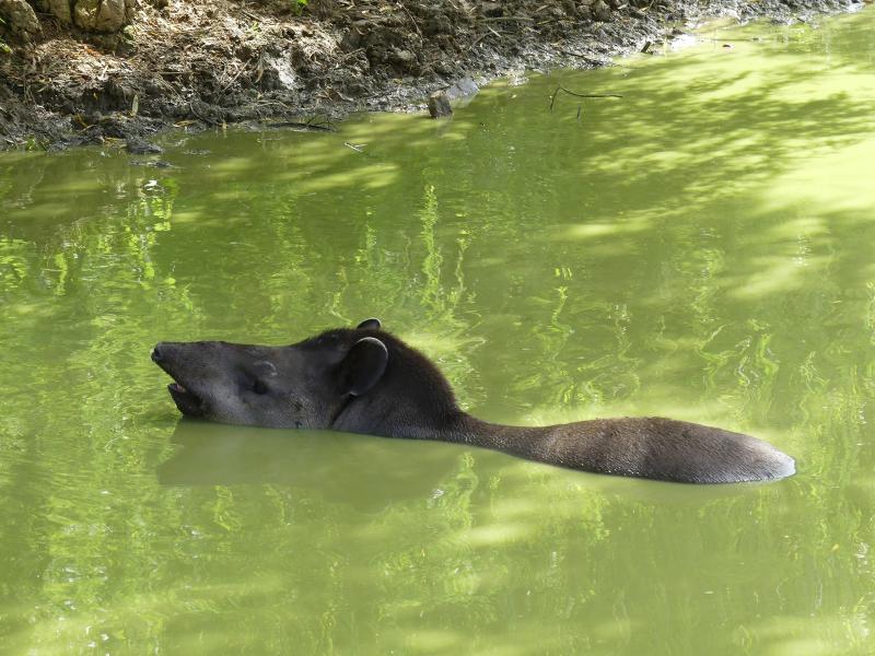 Tapir terrestre