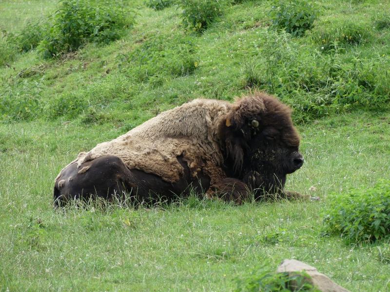 Bison d'Amérique