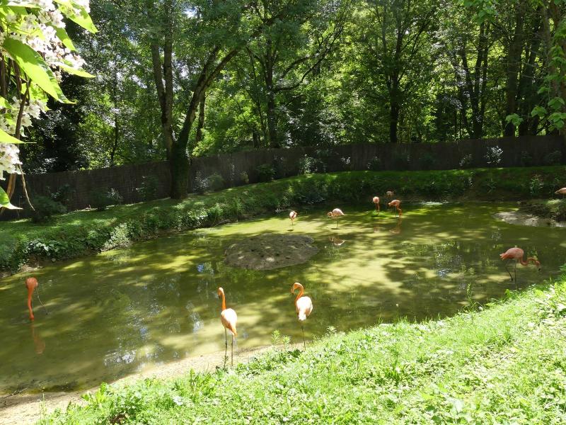 Flamant des Caraïbes