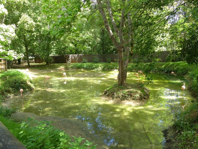 Flamant des Caraïbes