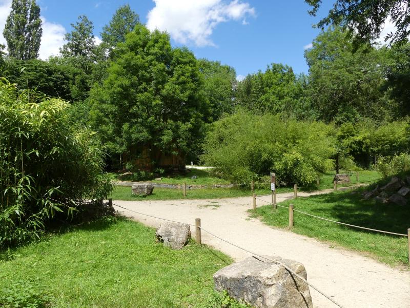 Maki catta - Lémur à ventre roux