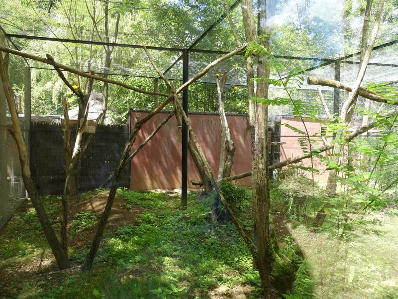 Ara d'Illiger - Conure soleil