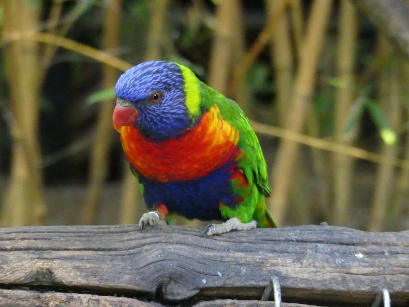 Loriquet de Swainson