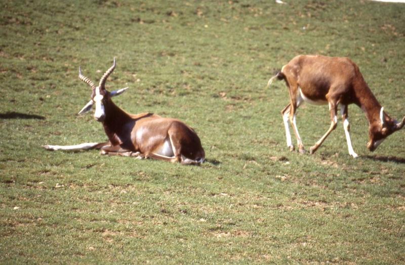 Damalisque à front blanc - 2005