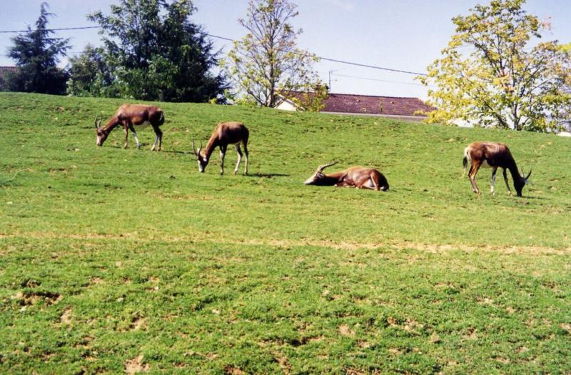 Damalisque à front blanc - 2005