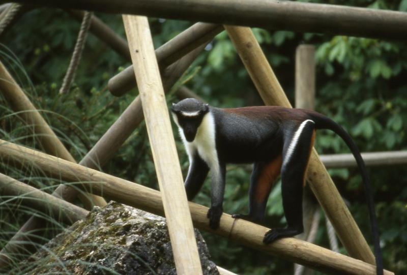 Cercopitheque - 2005