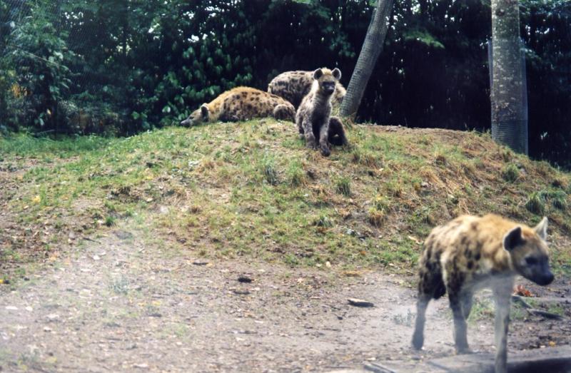 Hyène tachetée - 2005