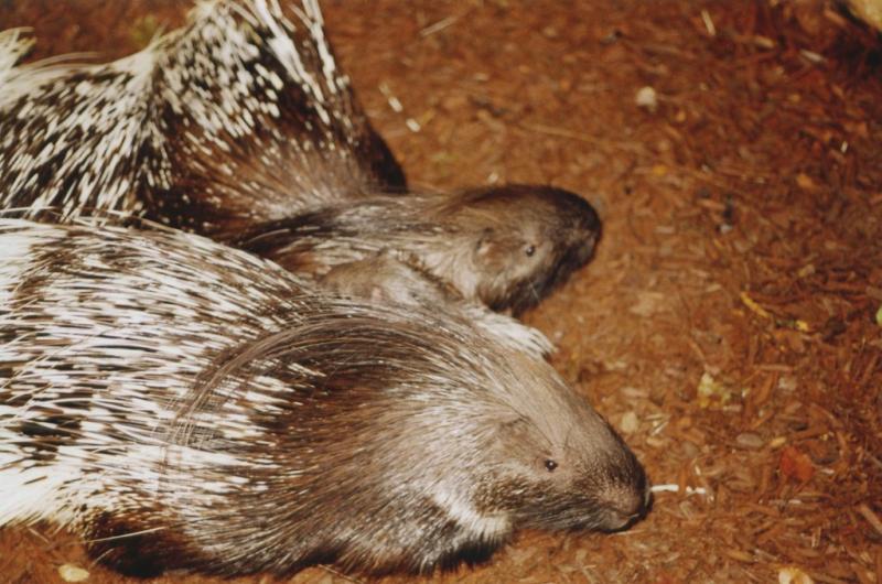 Porc-épic à crête - 2005