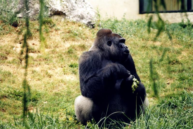 Gorille - 2005
