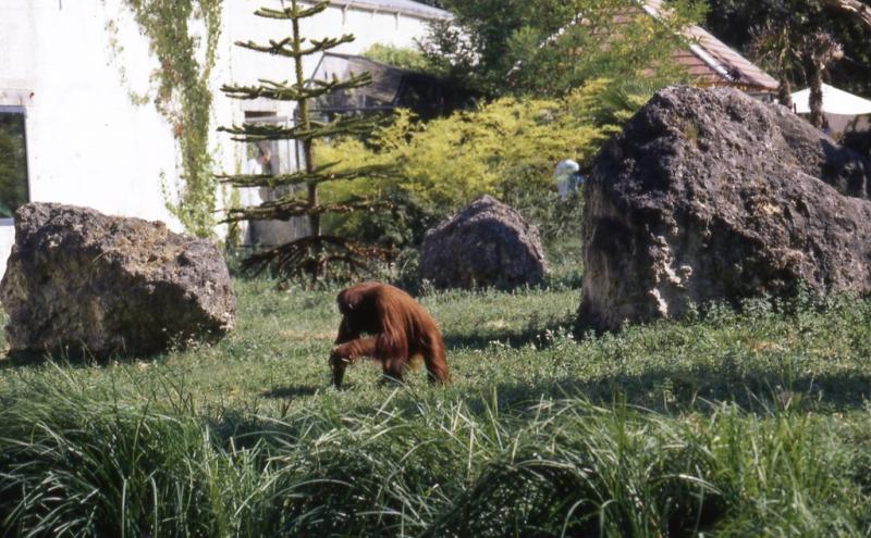 Orang-Outang - 2005