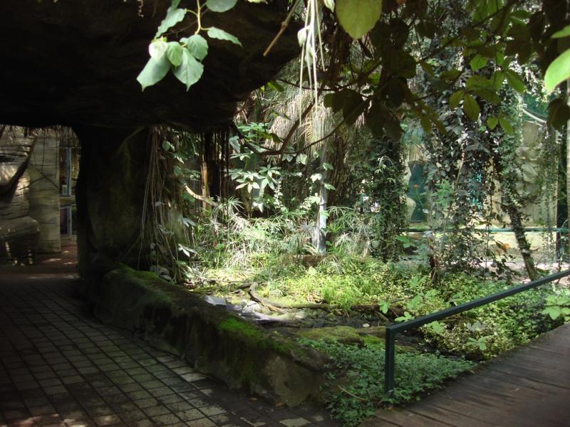 Serre des gorilles - 2008