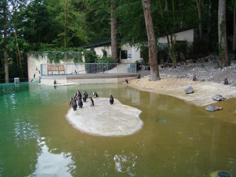 Manchot de Humboldt - 2008