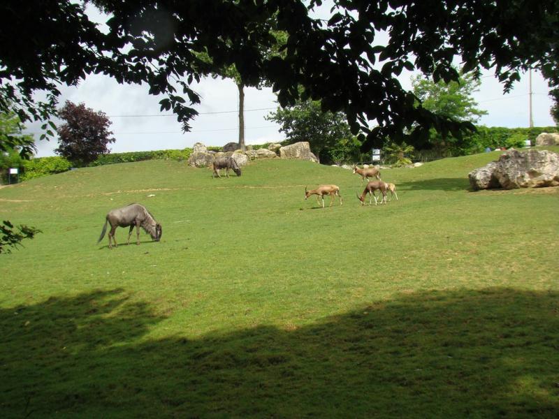 Plaine africaine - 2008