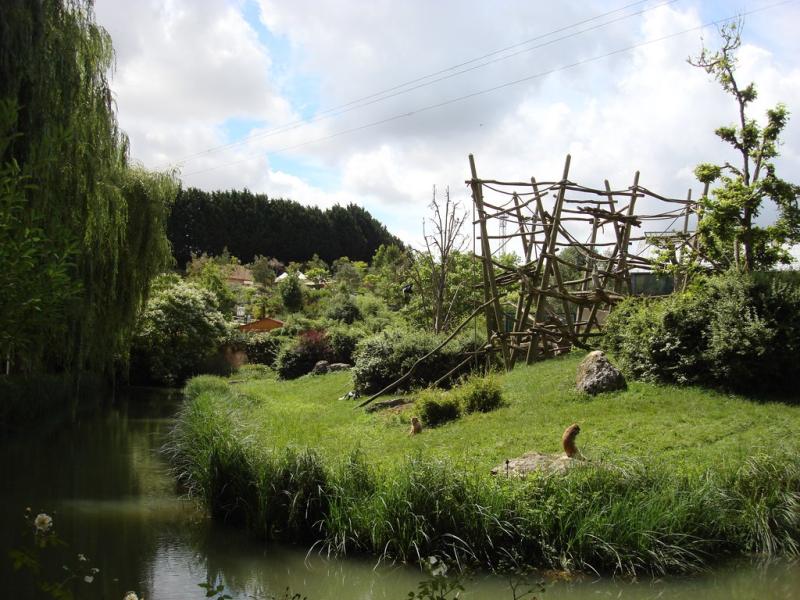 Gorille - Patas - 2008