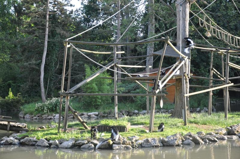 Colobe guéréza - 2014