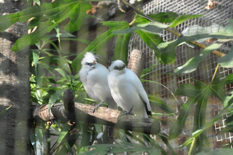 Etourneau de Bali - 2014