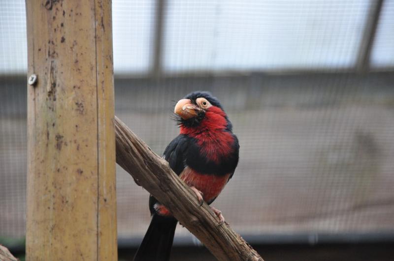 Barbican à moustaches - 2014