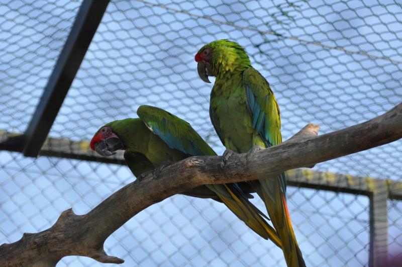 Ara de Buffon - 2014