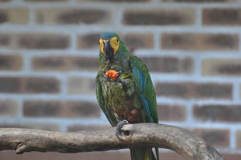 Ara macavouanne - 2014