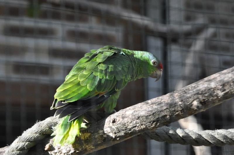 Amazone vineuse - 2014