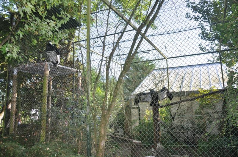 Condor des Andes - 2014