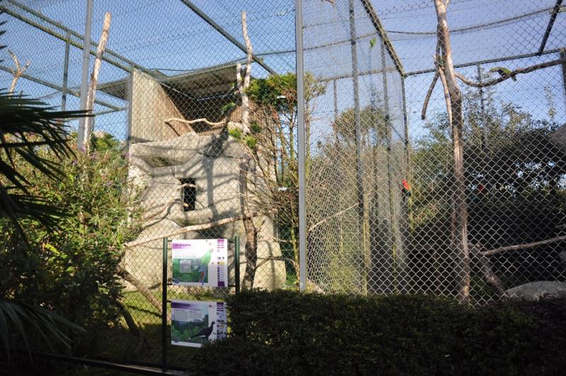 Hocco à pierre - 2014