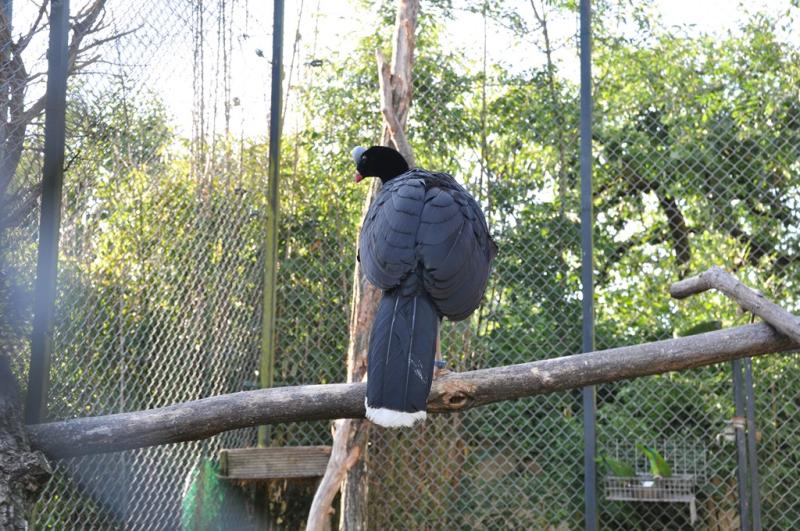 Hocco à pierre - 2014