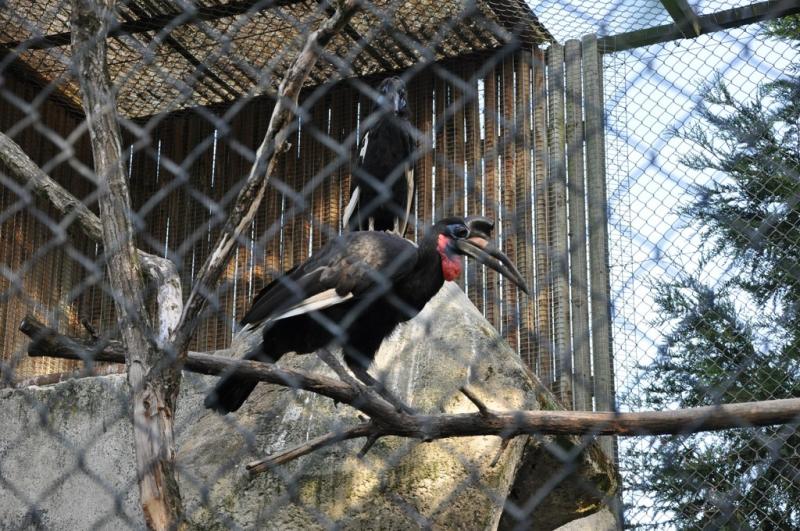 Bucorve d'Abyssinie - 2014