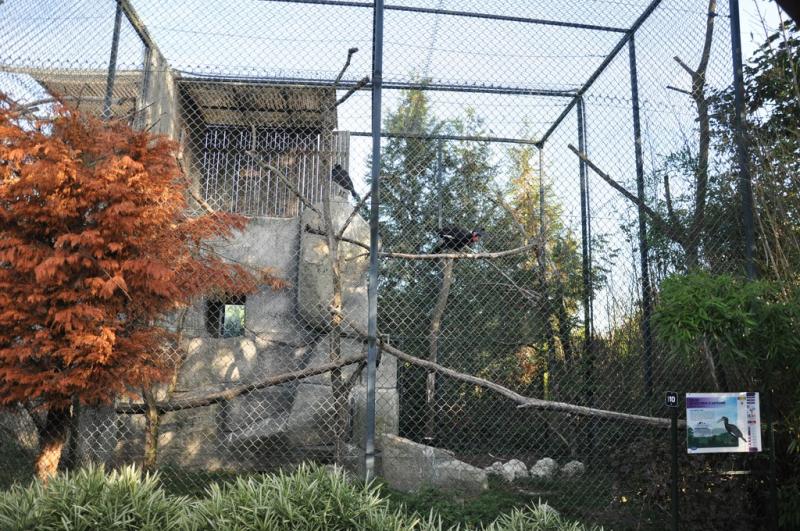 Bucorve d'Abyssinie - 2014