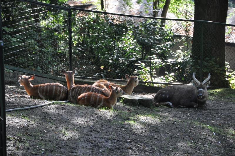 Sitatunga - 2014