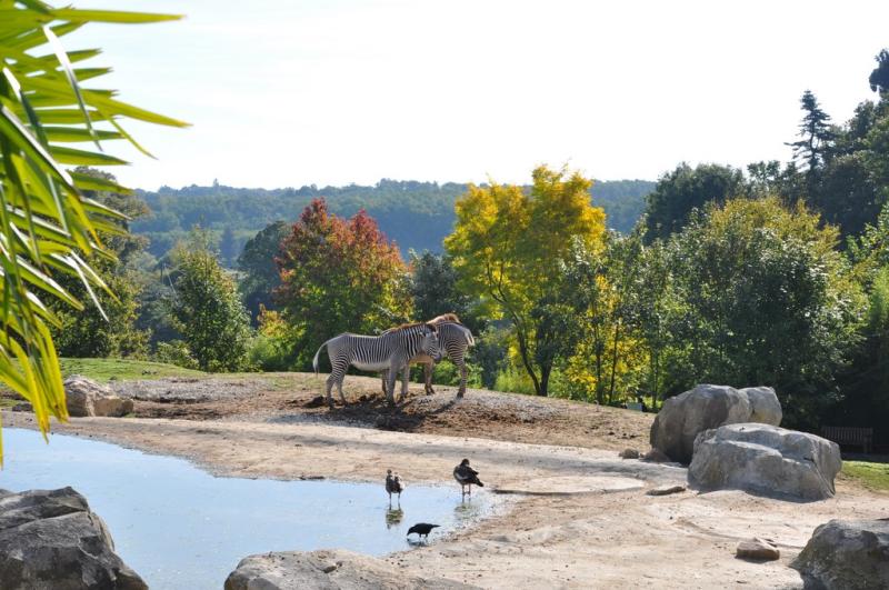 Zèbre de Grévy - 2014