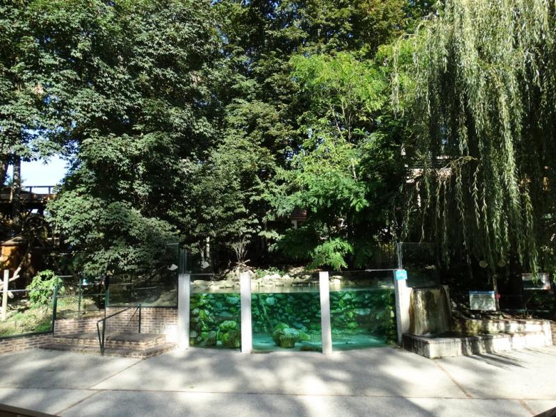 Loutre d'Asie - 2014