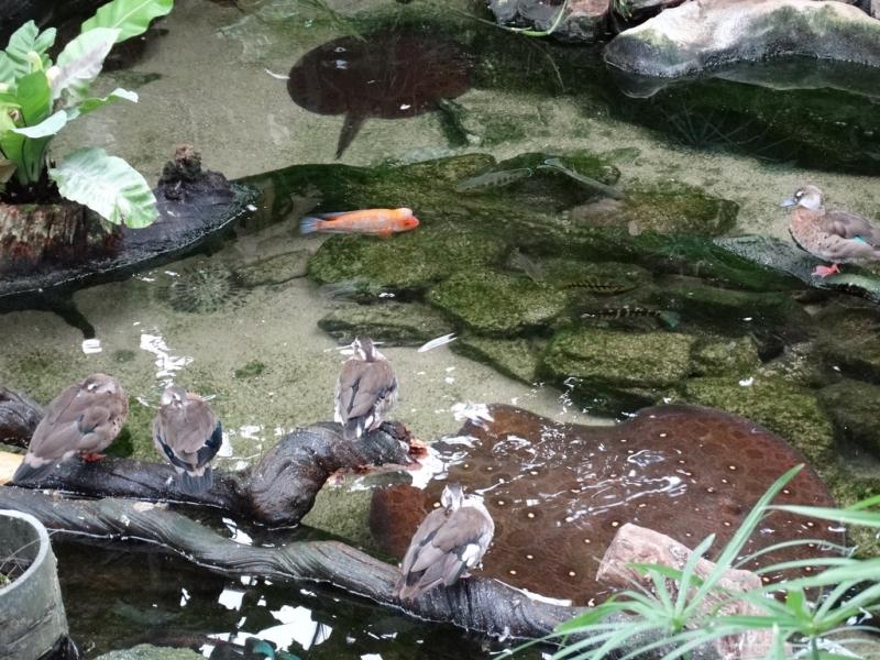 Serre des Gorilles - 2014