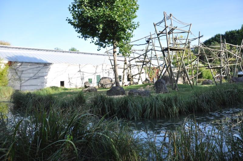 Orang-outang - Gibbon lar - 2014