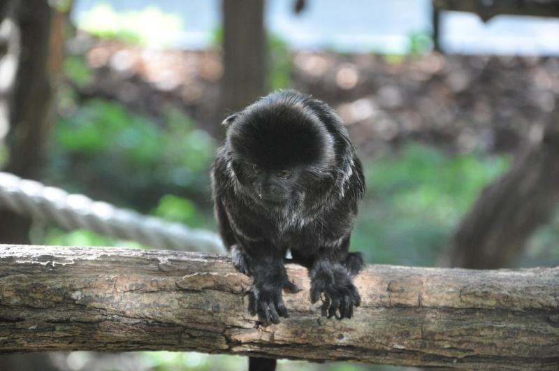 Gallimico de Goeldi - 2014