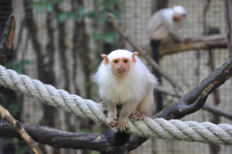 Ouistiti argenté - 2014