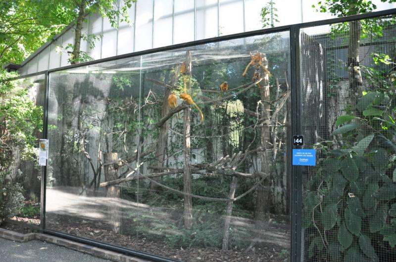 Tamarin lion doré - 2014